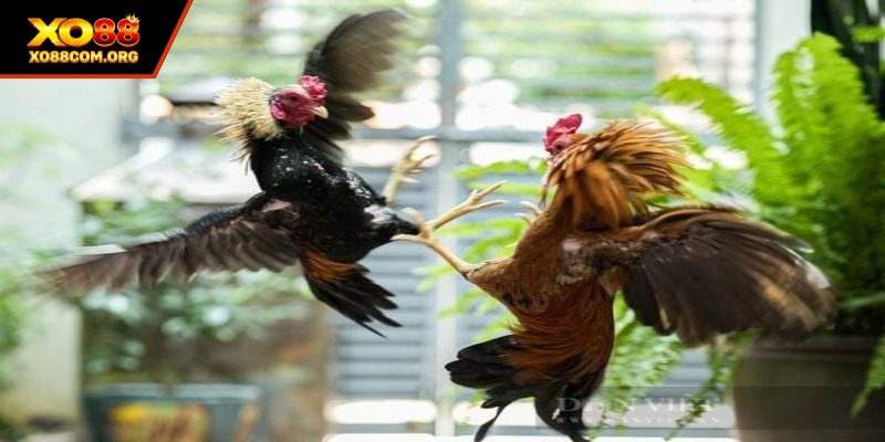 Cá cược đá gà cựa sắt với các trận đấu hấp dẫn