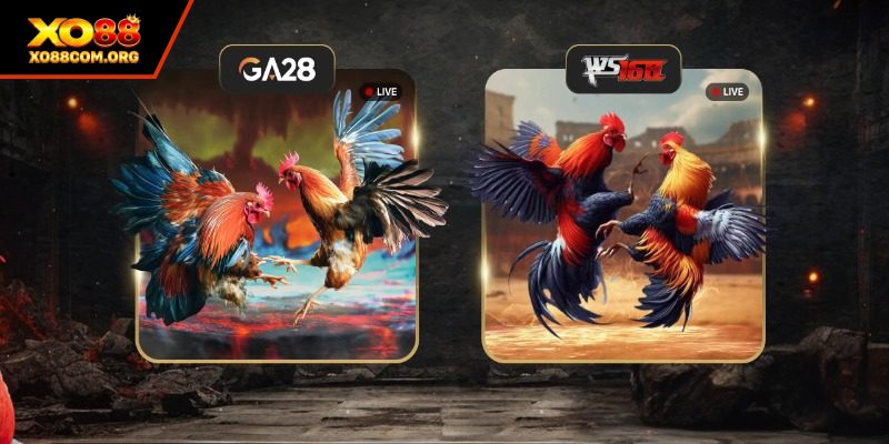 Dữ liệu về đá gà XO88 cho người mới