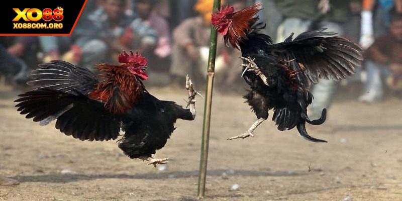 Hình thức đá gà đòn người chơi yêu thích