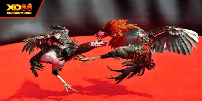 Trực Tiếp Đá Gà C1 XO88 – Đỉnh Cao Thượng Đài Kịch Tính